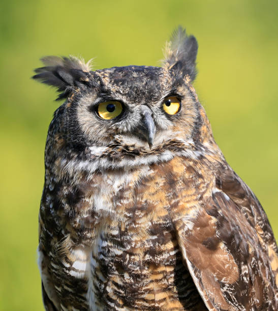 istock Great-horned Owl portrait with green background, Quebec 2177824031