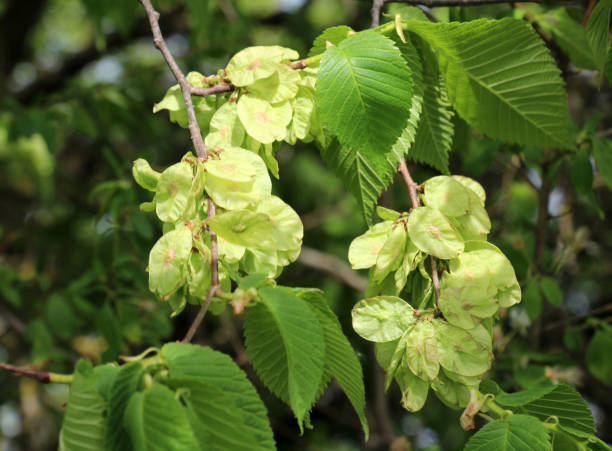 istock Elm (Ulmus glabra) twig with leaves and flower 2177824278