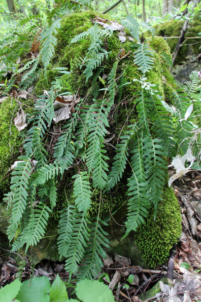 istock Fern Polypodium vulgare grows on a rock in the woods 2177824369