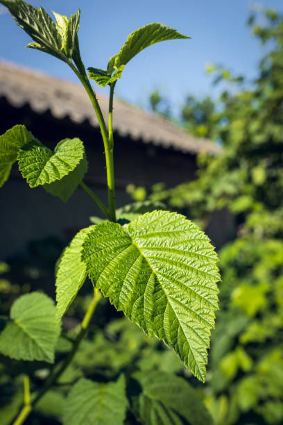 Green Leaf - defocused background stock photo
