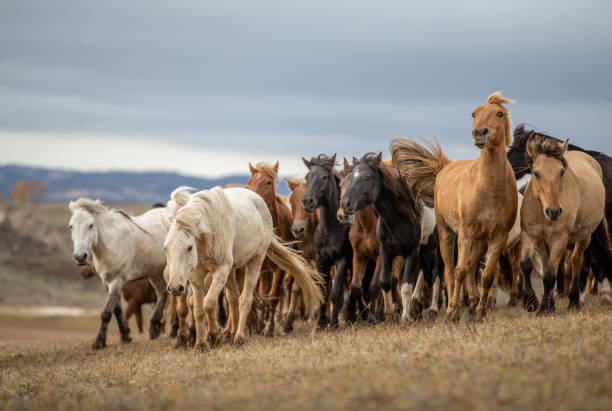 istock Gallop Across the Grassland, Inner Mongolia China 2177825994