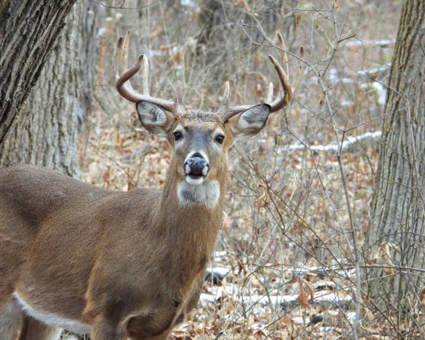 istock White-tailed Deer (Odocoileus virginianus) Male Buck with Antlers 2177826841