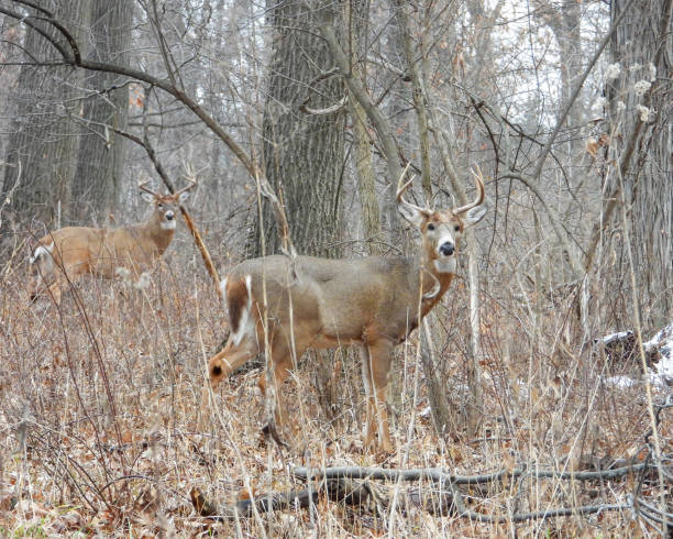 White-tailed Deer (Odocoileus virginianus) Male Buck with Antlers
