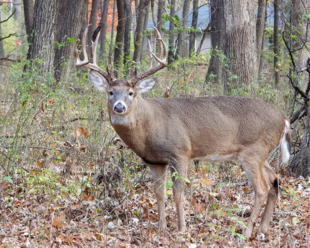 istock White-tailed Deer (Odocoileus virginianus) Male Buck with Antlers 2177826886