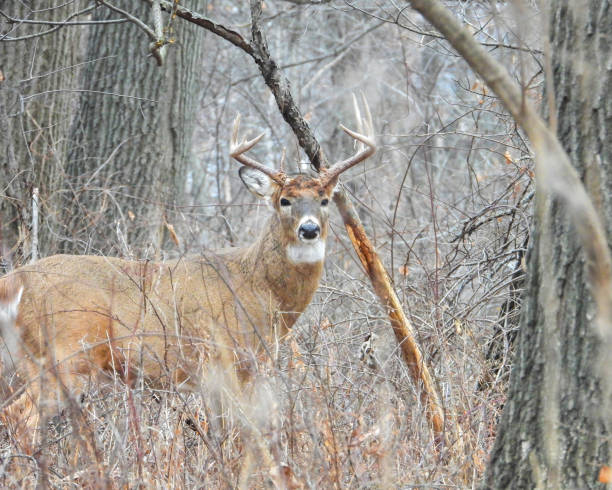 istock White-tailed Deer (Odocoileus virginianus) Male Buck with Antlers 2177826887