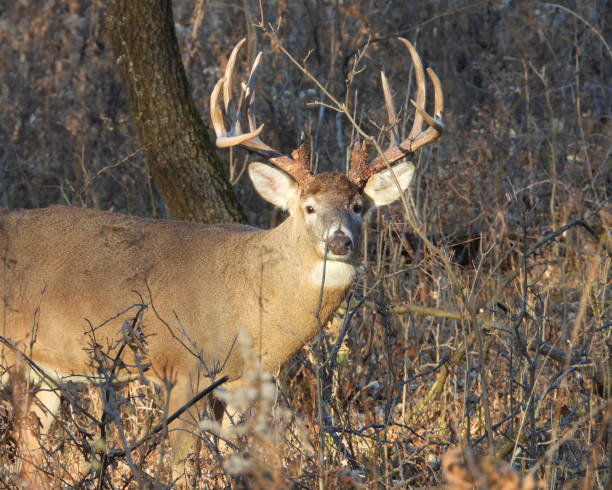White-tailed Deer (Odocoileus virginianus) Male Buck with Antlers