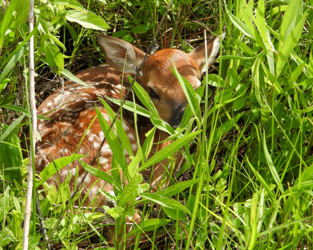 istock White-tailed Deer (Odocoileus virginianus) North American Mammal 2177826990
