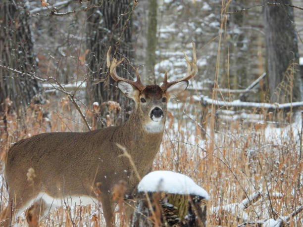 istock White-tailed Deer (Odocoileus virginianus) Male Buck with Antlers 2177827068