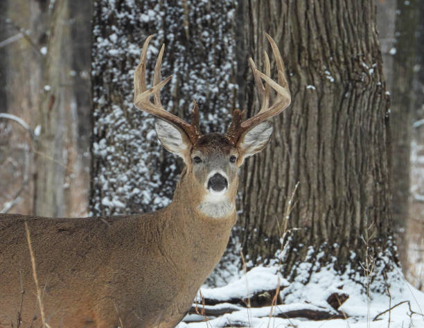 istock White-tailed Deer (Odocoileus virginianus) Male Buck with Antlers 2177827105