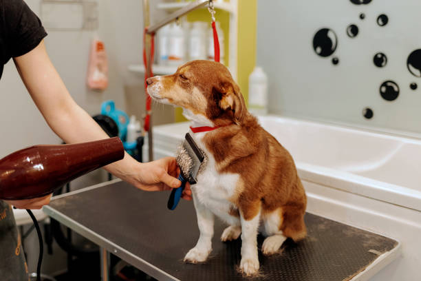 istock Giving Dogs the Celebrity Treatment 2177828154