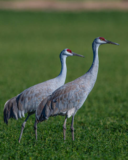 istock Cranes in the Field, Arizona, USA 2177829002