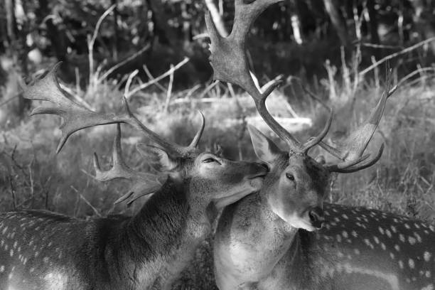 istock one fallow deer bull touches another with its muzzle, black and white photo 2177834505