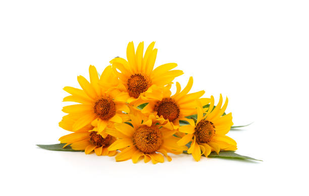 istock Beautiful yellow daisies. 2177835942