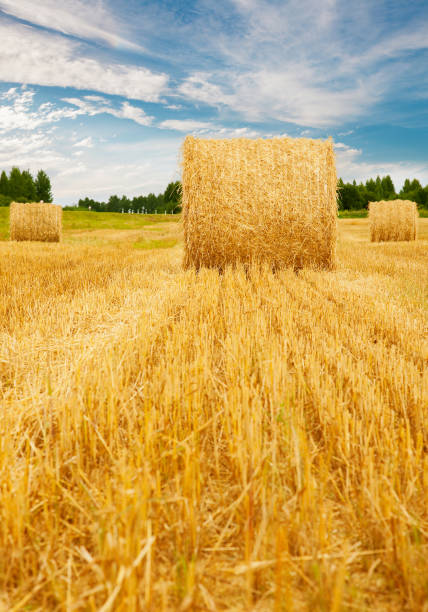 Golden mown field with haystacks and blue sky with clouds.