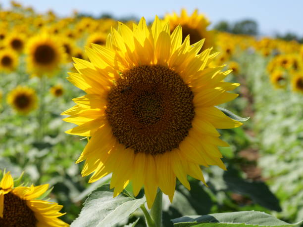 istock Beautiful Sunflowers on a Bright Sunny Midwestern Day 2177841742
