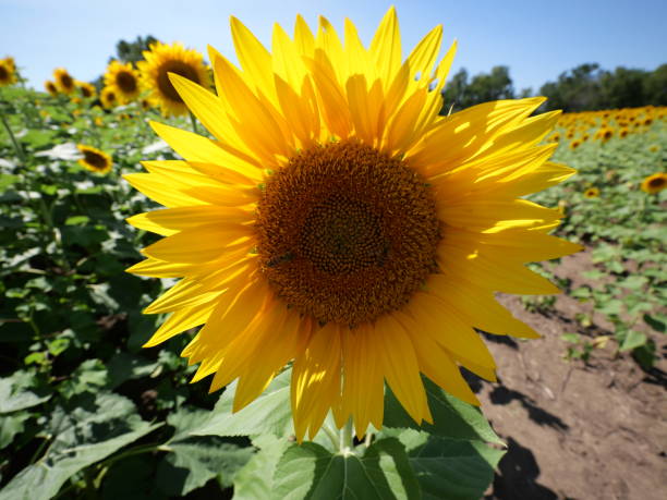 istock Beautiful Sunflowers on a Bright Sunny Midwestern Day 2177841772