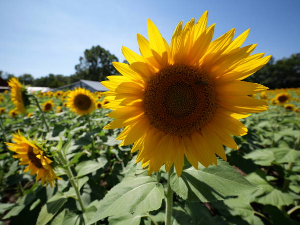 Beautiful Sunflowers on a Bright Sunny Midwestern Day