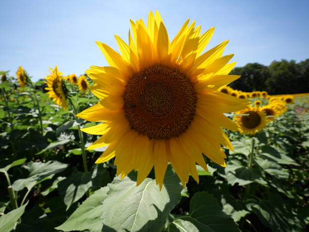 istock Beautiful Sunflowers on a Bright Sunny Midwestern Day 2177841785