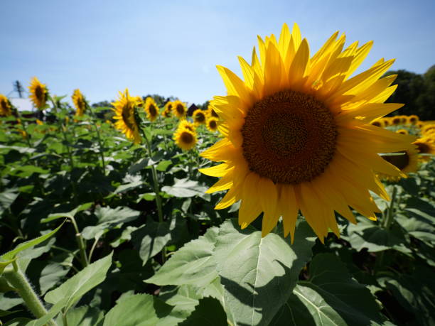 istock Beautiful Sunflowers on a Bright Sunny Midwestern Day 2177841787