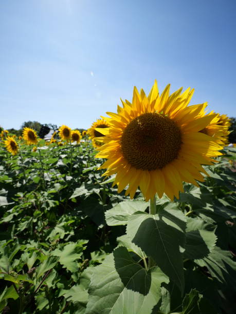 istock Beautiful Sunflowers on a Bright Sunny Midwestern Day 2177841789
