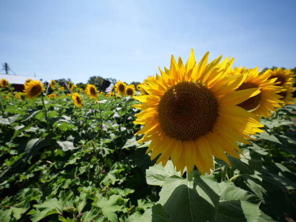 istock Beautiful Sunflowers on a Bright Sunny Midwestern Day 2177841790