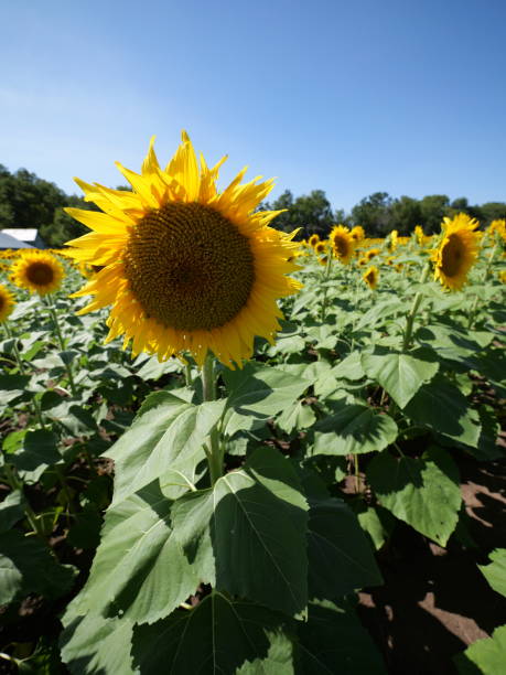 istock Beautiful Sunflowers on a Bright Sunny Midwestern Day 2177841799