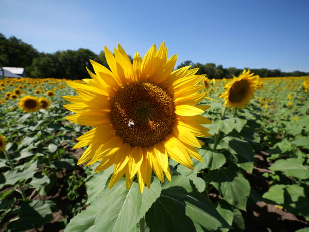 istock Beautiful Sunflowers on a Bright Sunny Midwestern Day 2177841800