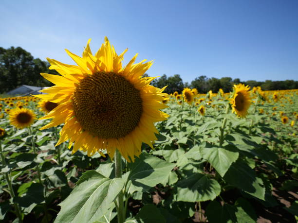 istock Beautiful Sunflowers on a Bright Sunny Midwestern Day 2177841801