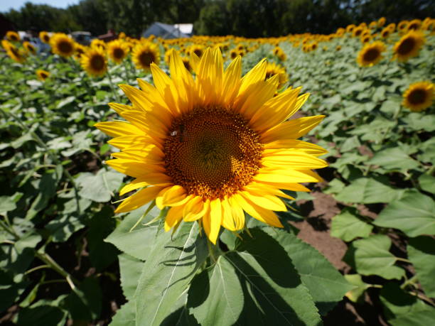 Boy with glasses holds a wicker basket full of sunflowers in a green summer field. Concept for harvest, eco lifestyle, and childhood emotions.