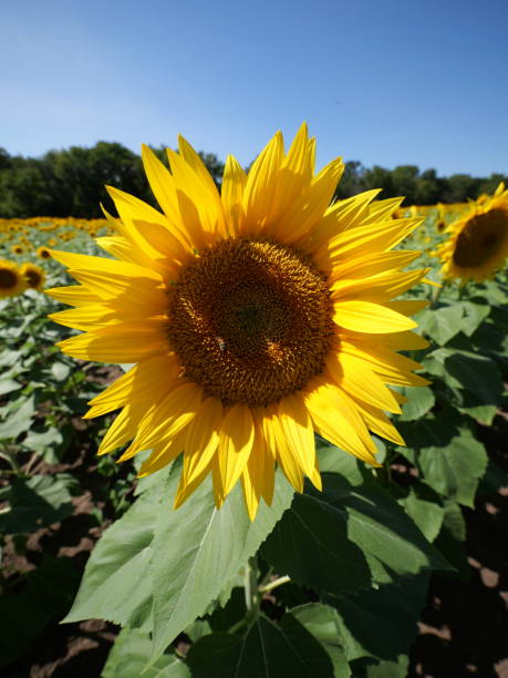 istock Beautiful Sunflowers on a Bright Sunny Midwestern Day 2177841808