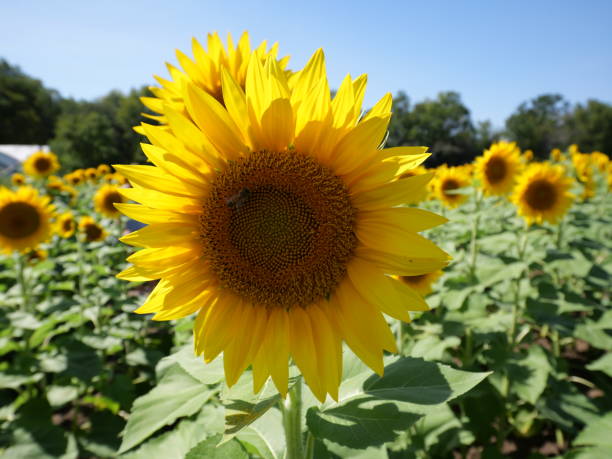 istock Beautiful Sunflowers on a Bright Sunny Midwestern Day 2177841816