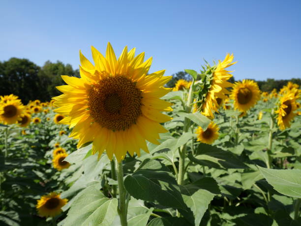 istock Beautiful Sunflowers on a Bright Sunny Midwestern Day 2177841821