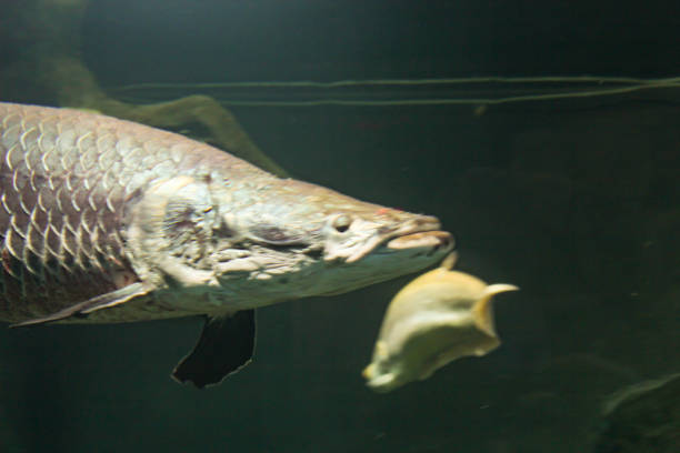 istock Marine life in dark water. 2177841870
