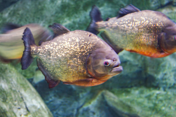 istock A pair of Piranhas in an aquarium. 2177841900