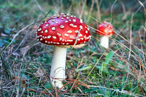 istock Closeup of toadstool fungus among forest heather bushes during autumn 2177842505