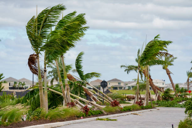Trees fallen from tornadoes caused by Hurricane Milton Palm Beach Gardens Florida