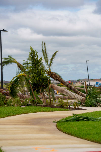 istock Trees fallen from tornadoes caused by Hurricane Milton Palm Beach Gardens Florida 2177844145