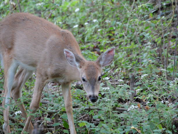 istock White Tailed Deer Losing Homes in Growing Suburbs 2177844441