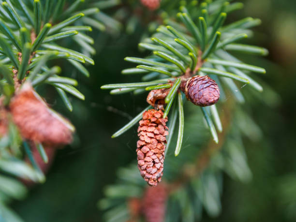 istock Close-up of young coniferous cones covered with bright greenery under the sun's rays, reflecting the freshness of nature and its new beginnings 2177849343
