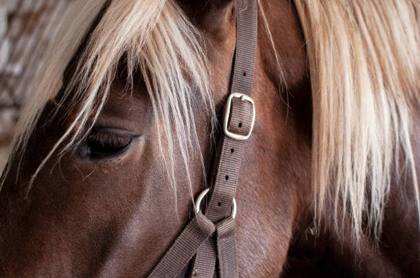 istock Partial section of horse 2177850705