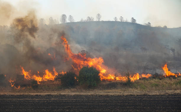 istock Forest Fire in Gallipoli, Canakkale, Turkiye 2177850837