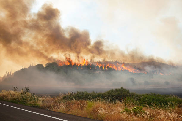 istock Forest Fire in Gallipoli, Canakkale, Turkiye 2177851832
