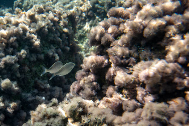 Underwater shot at sea with sea life, fish, corals and turquoise water