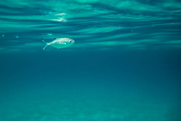 Underwater shot at sea with sea life, fish, corals and turquoise water