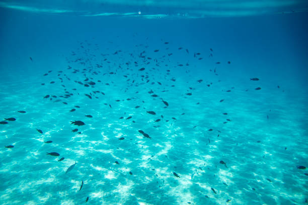 istock Undersea landscape and sealife 2177852584