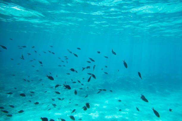 istock Undersea landscape and sealife 2177852615