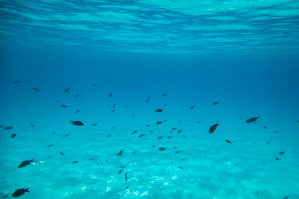 istock Undersea landscape and sealife 2177852650