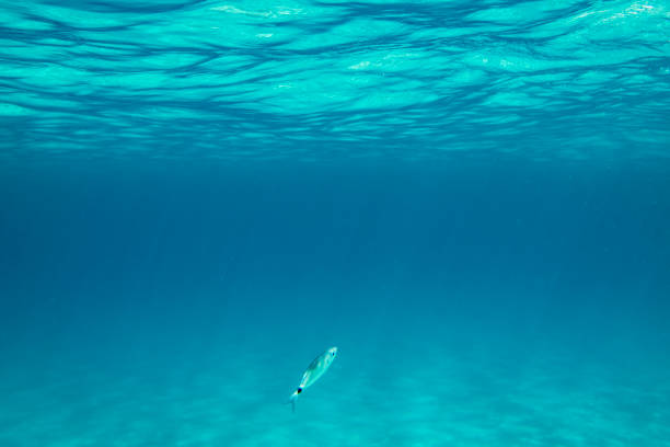 istock Undersea landscape and sealife 2177852692