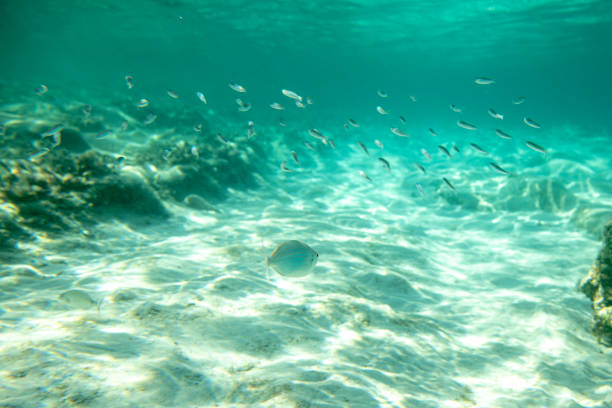 Underwater shot at sea with sea life, fish, corals and turquoise water