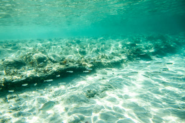 Underwater shot at sea with sea life, fish, corals and turquoise water